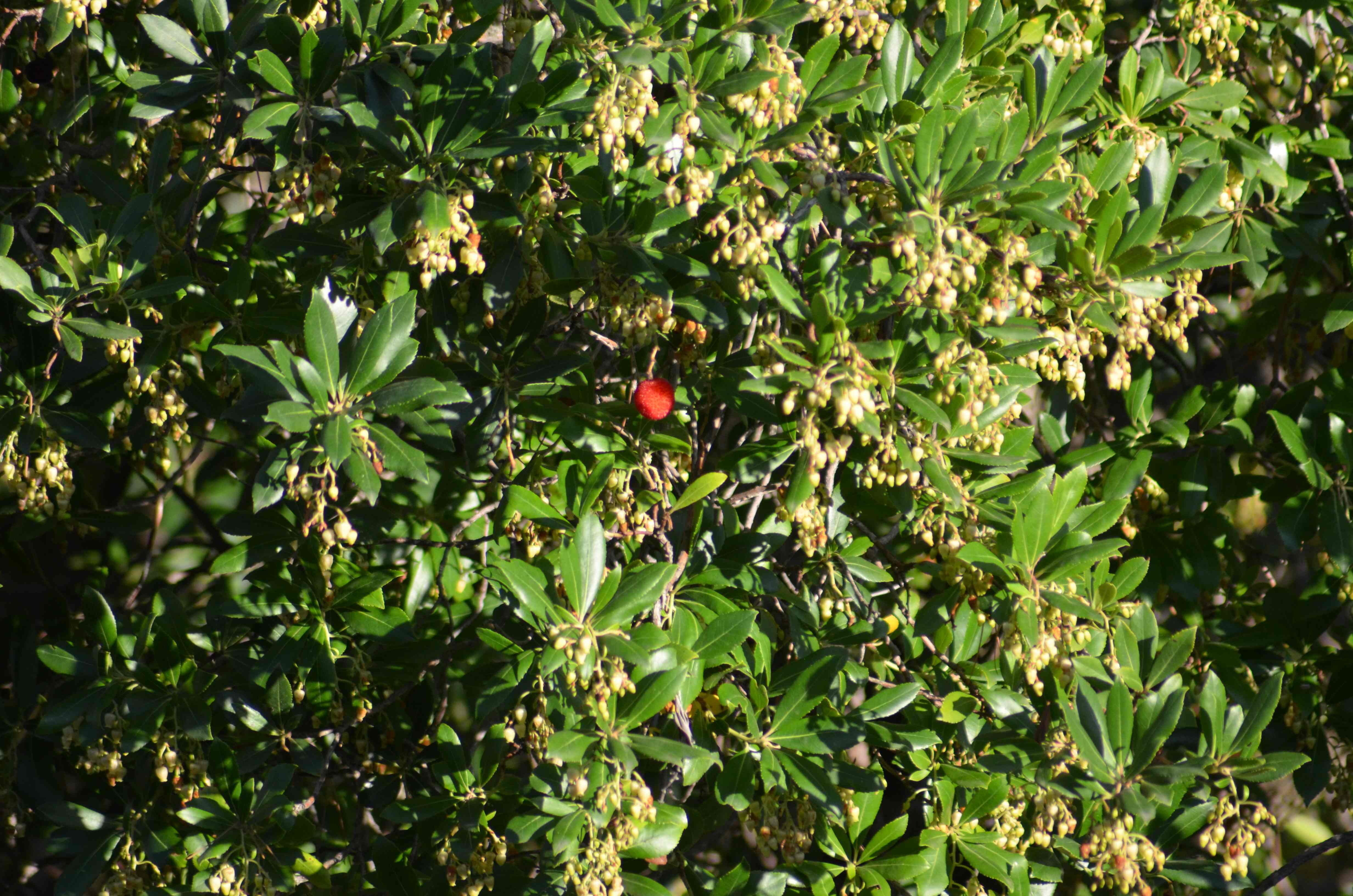 No s'ha trobat l'arxiu